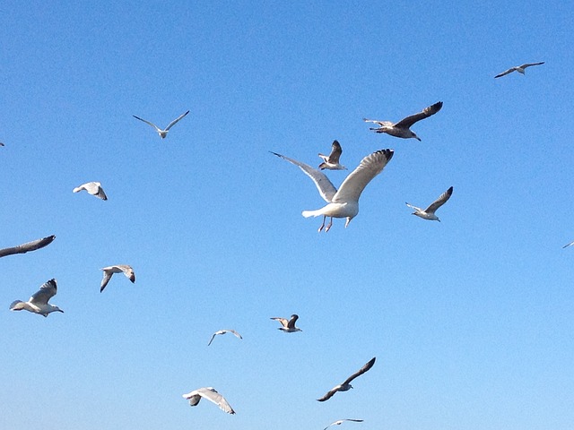 鸟类 飞行 自然 - 上的免费照片