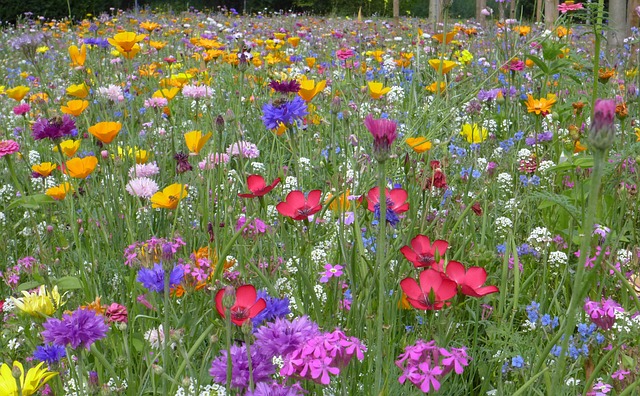 花草甸 绚丽的色彩 夏天 - 上的免费照片