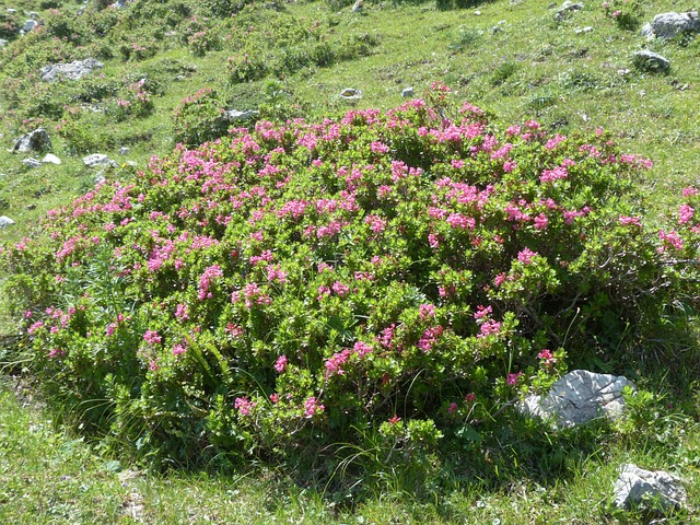 纤毛 Alpenrose 衬套 开花 - 上的免费照片