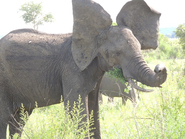 大象 哺乳动物 荒野 - 上的免费照片