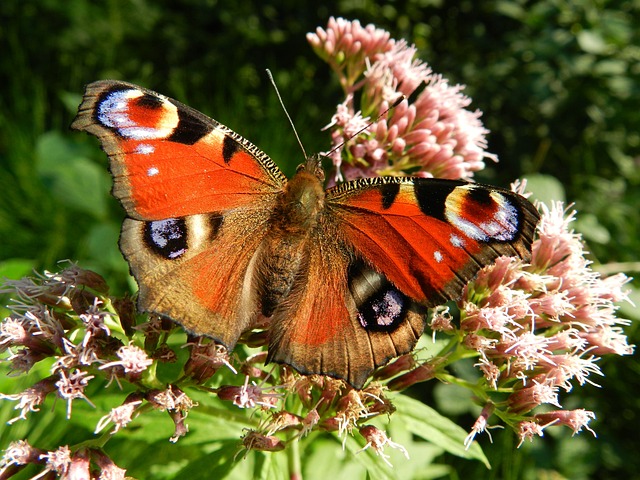 蝴蝶 昆虫 花园 - 上的免费照片