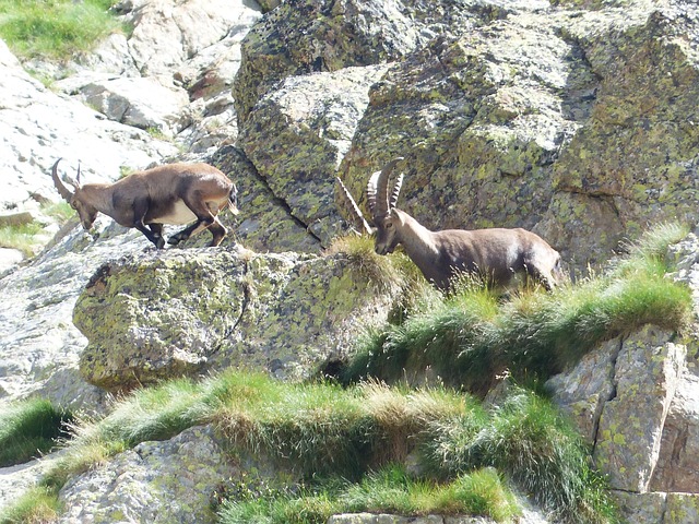 摩羯座 高山 Ibex 弗兰克 · 卡普拉 - 上的免费照片