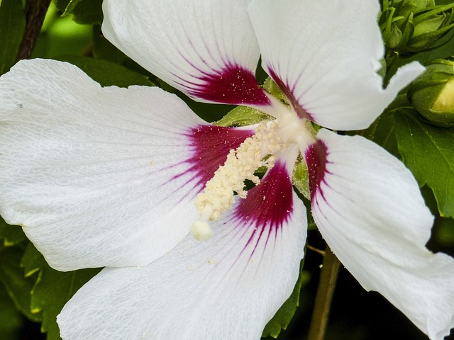 芙蓉 芙蓉花 Moscheutos 植物 - 上的免费照片