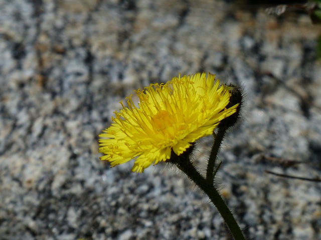 高山 Hawkweed 花 开花 - 上的免费照片