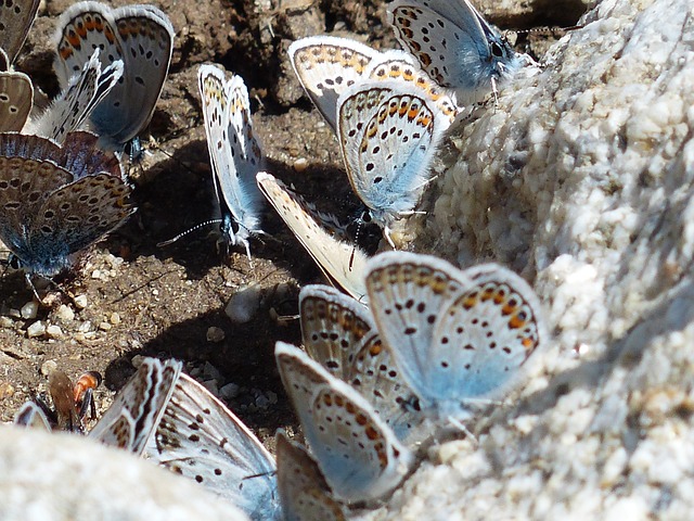 蝴蝶 Hauhechel-蓝色 Polyommatus 伊卡洛斯 - 上的免费照片