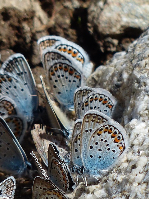 蝴蝶 Hauhechel-蓝色 Polyommatus 伊卡洛斯 - 上的免费照片