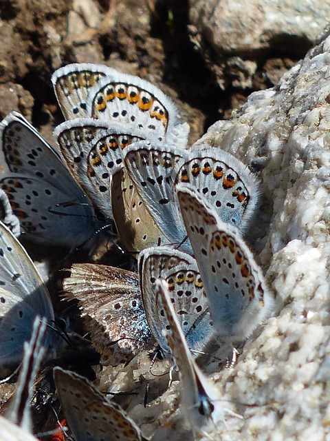 蝴蝶 Hauhechel-蓝色 Polyommatus 伊卡洛斯 - 上的免费照片