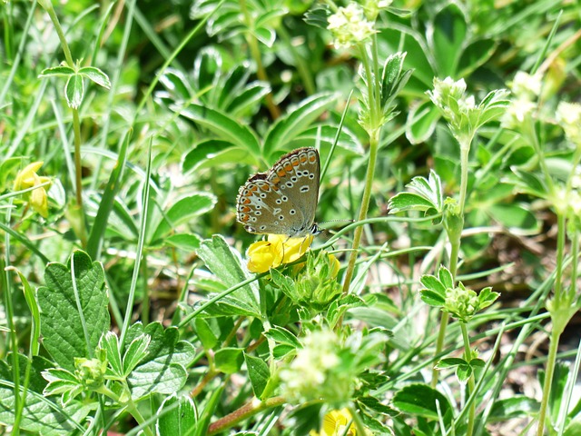 蝴蝶 Hauhechel-蓝色 Polyommatus 伊卡洛斯 - 上的免费照片