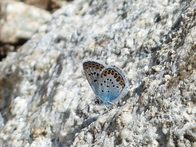 蝴蝶 Hauhechel-蓝色 Polyommatus 伊卡洛斯 - 上的免费照片