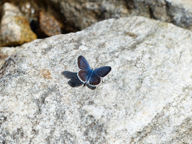 蝴蝶 Hauhechel-蓝色 Polyommatus 伊卡洛斯 - 上的免费照片