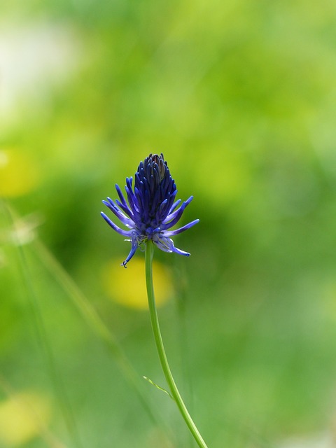 恶魔之爪 Phyteuma 花 - 上的免费照片