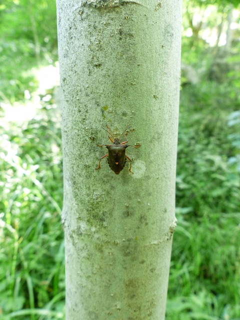 红腿树 Bug 漏洞 真蝽麻 - 上的免费照片