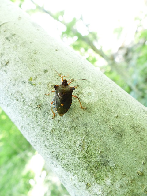 红腿树 Bug 漏洞 真蝽麻 - 上的免费照片