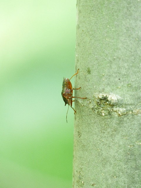 红腿树 Bug 漏洞 真蝽麻 - 上的免费照片