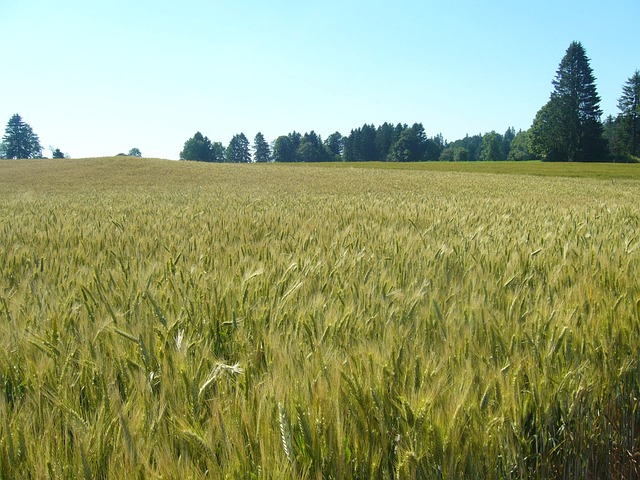 小麦 Wheatfield 瑞士 - 上的免费照片