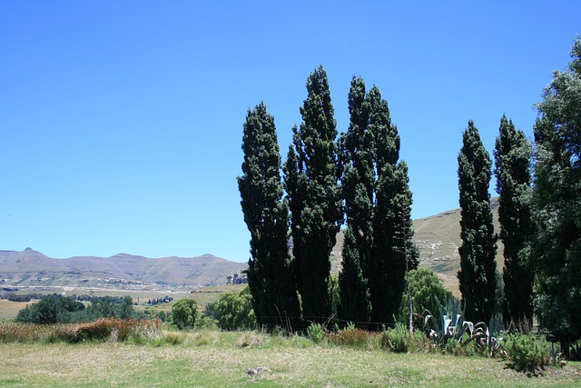 · 隆巴迪杨树 已知的 Clarens 区域 绿色高大的树木 - 上的免费照片