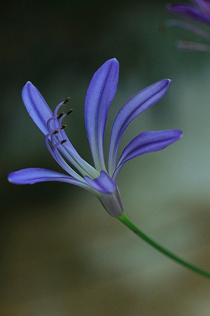 花 Agapanthus 花的 - 上的免费照片