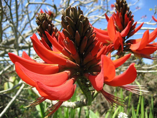 开花 红色的 Korallenbaum - 上的免费照片