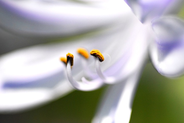 初夏花 Agapanthus - 上的免费照片