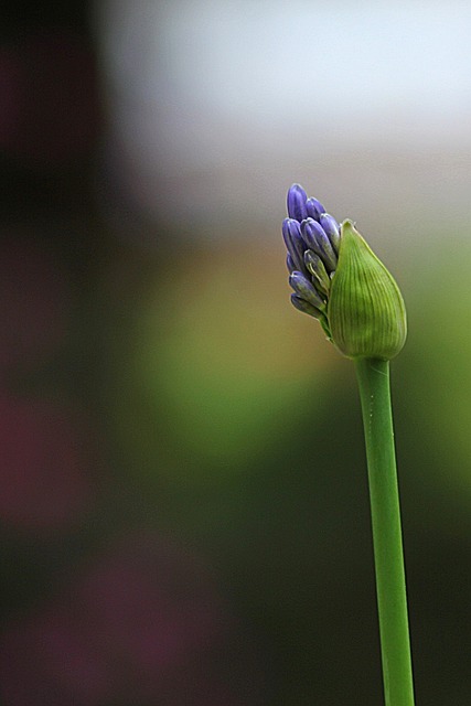 花 Agapanthus 花的 - 上的免费照片