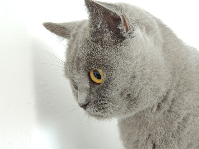 猫 灰色的 轻抚 - 上的免费照片