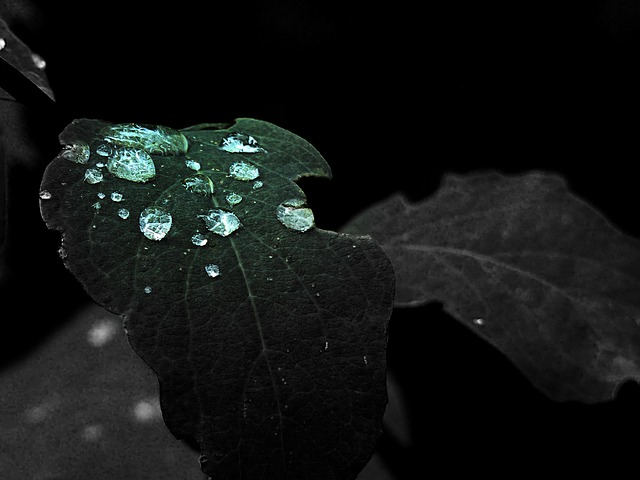 绿色 叶子 雨滴 - 上的免费照片