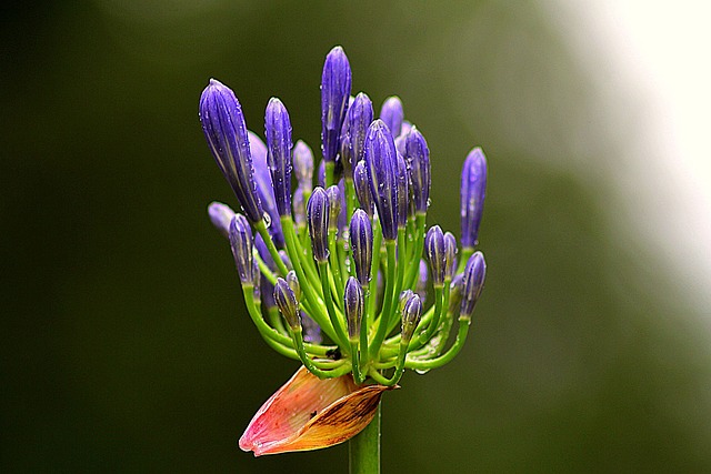 Agapanthus 花 野花 - 上的免费照片