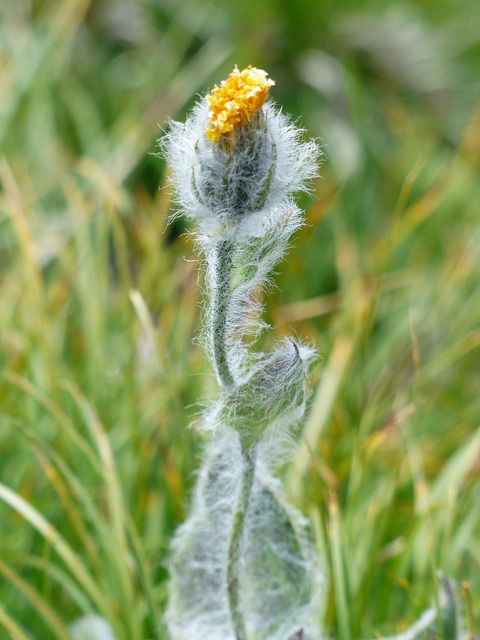 长毛 Hawkweed 开花 花 - 上的免费照片