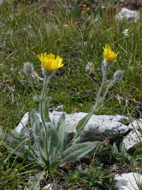 长毛 Hawkweed 开花 花 - 上的免费照片