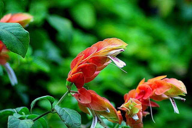 花 Pachystachys 花园花 - 上的免费照片