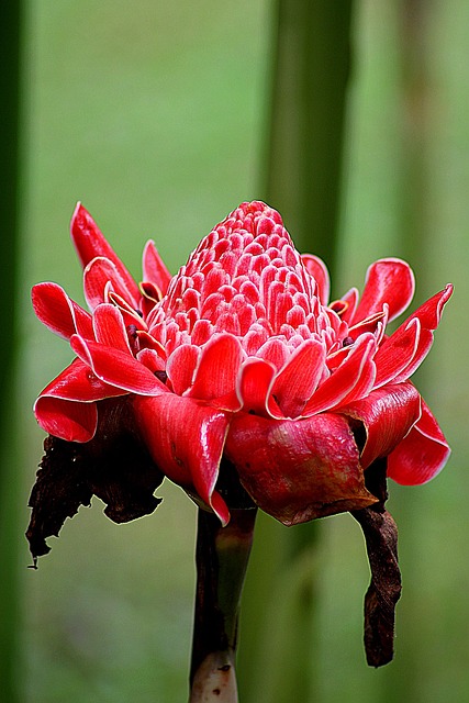 花 Etlingera 姜 花的 - 上的免费照片