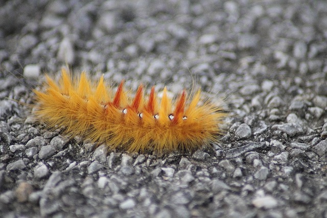 枫叶 蛾 Acronicta Aceris 橡树猫头鹰卡特彼勒 - 上的免费照片