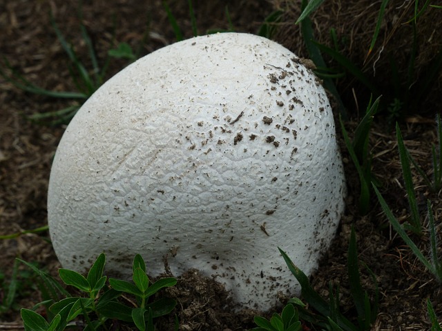 牛人 蘑菇 白色的 大 - 上的免费照片