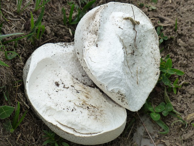 牛人 蘑菇 白色的 大 - 上的免费照片