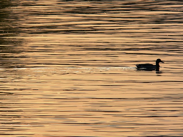 鸭 湖 日落 - 上的免费照片