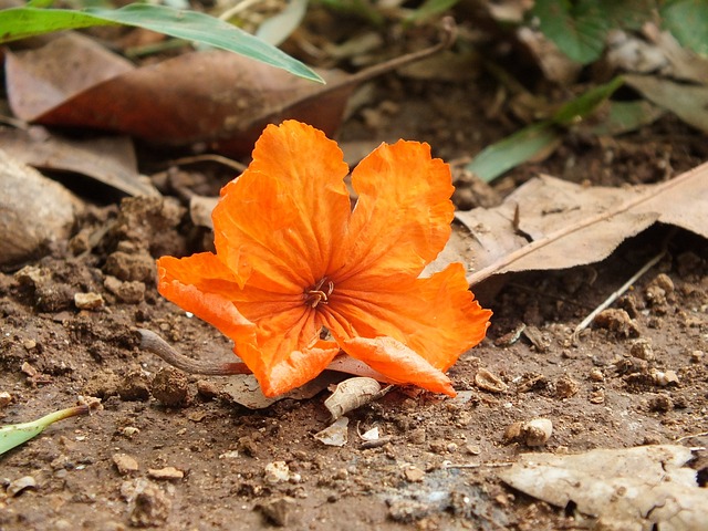 橙色 花 橙色棕色 - 上的免费照片