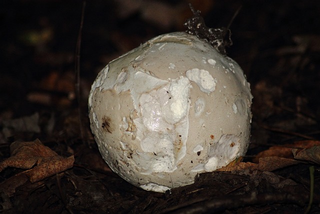 巨马勃 Calvatia 花瓣 牛人 - 上的免费照片