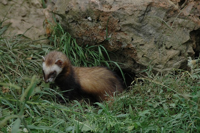 休伦湖 动物 挖洞 - 上的免费照片