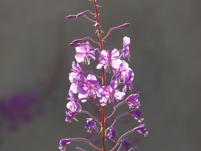 Epilobium 狭叶兰 花 开花 - 上的免费照片