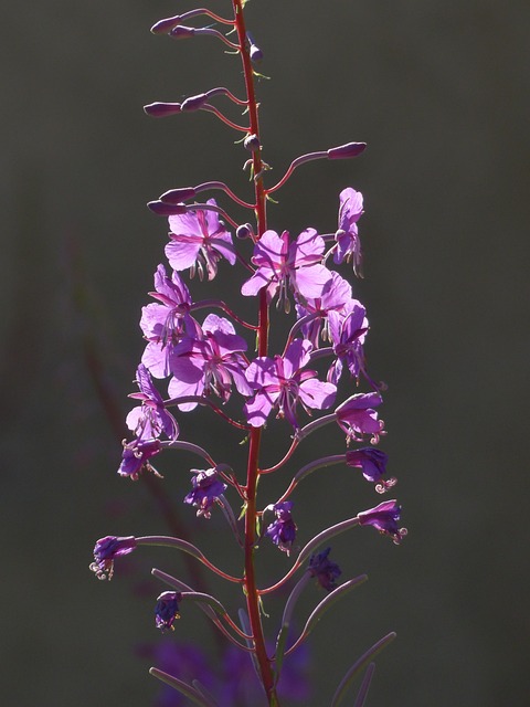 Epilobium 狭叶兰 花 开花 - 上的免费照片