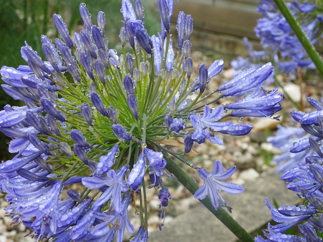 Agapanthus 花 盛开 - 上的免费照片