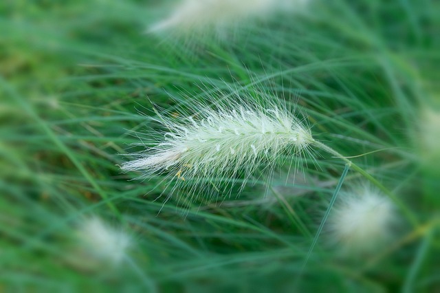 Dallisgrass 狼尾草砂仁 植物 - 上的免费照片