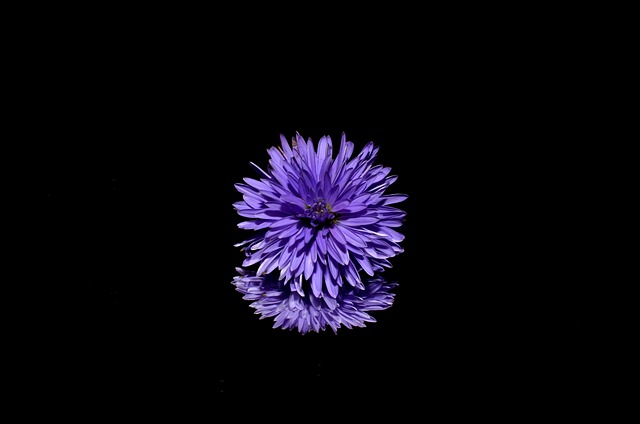 花 翠菊 反射 - 上的免费照片
