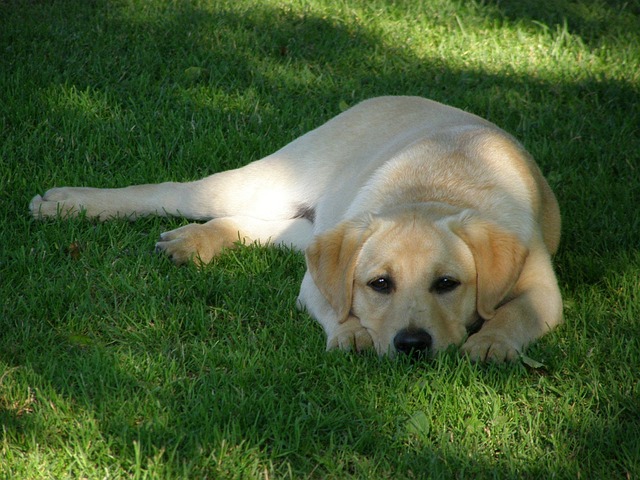 拉布拉多猎犬 狗 动物 - 上的免费照片