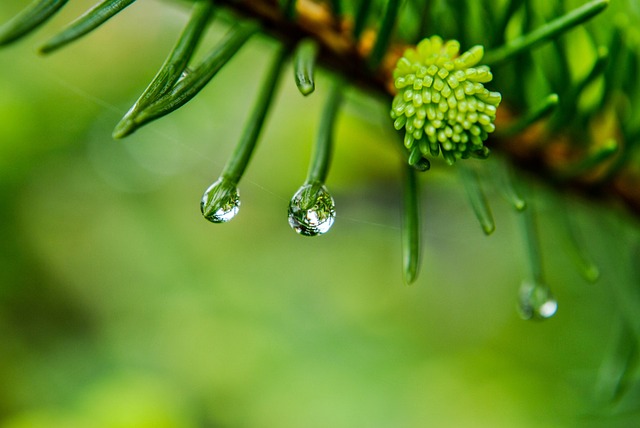 一滴 雨 滴雨 - 上的免费照片