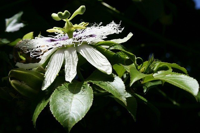 花 盛开 Granadilla - 上的免费照片