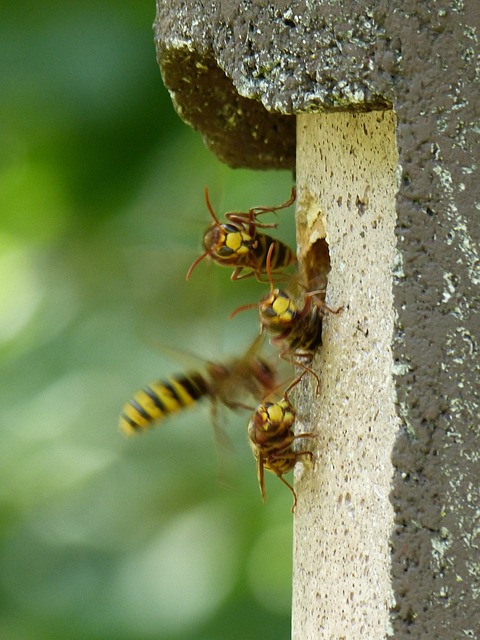 大黄蜂 大黄蜂类 Crabro 动物 - 上的免费照片