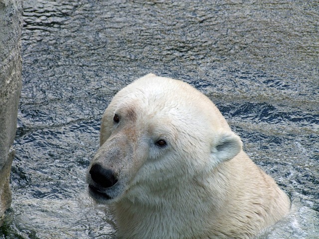 熊类绕杆菌只北极熊 捕食者 哺乳动物 - 上的免费照片