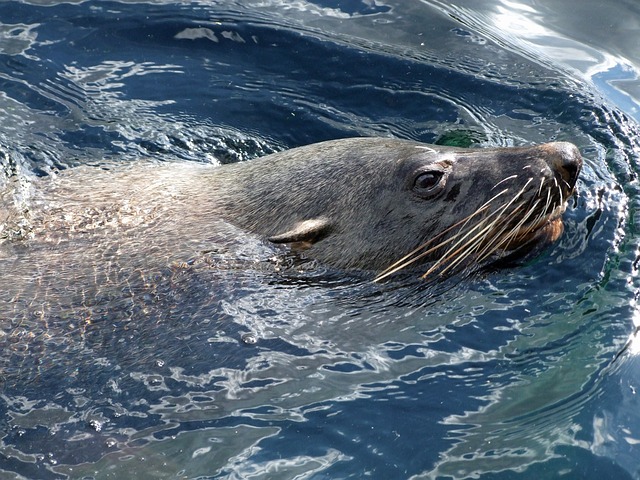 海豹 海狗 Arctocephalinae Otariidae - 上的免费照片