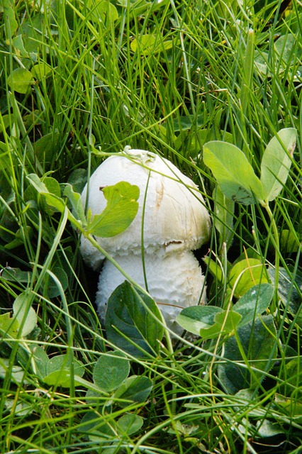 蘑菇 隐 在草 - 上的免费照片